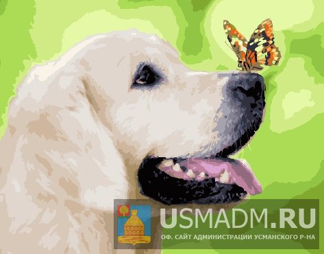 Информация для владельцев собак и кошек для обеспечения безопасности граждан, соблюдения принципов гуманности при обращении с животными.